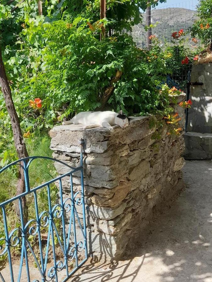 Casa Di Patouria , Stenies Andros Apikia  Esterno foto