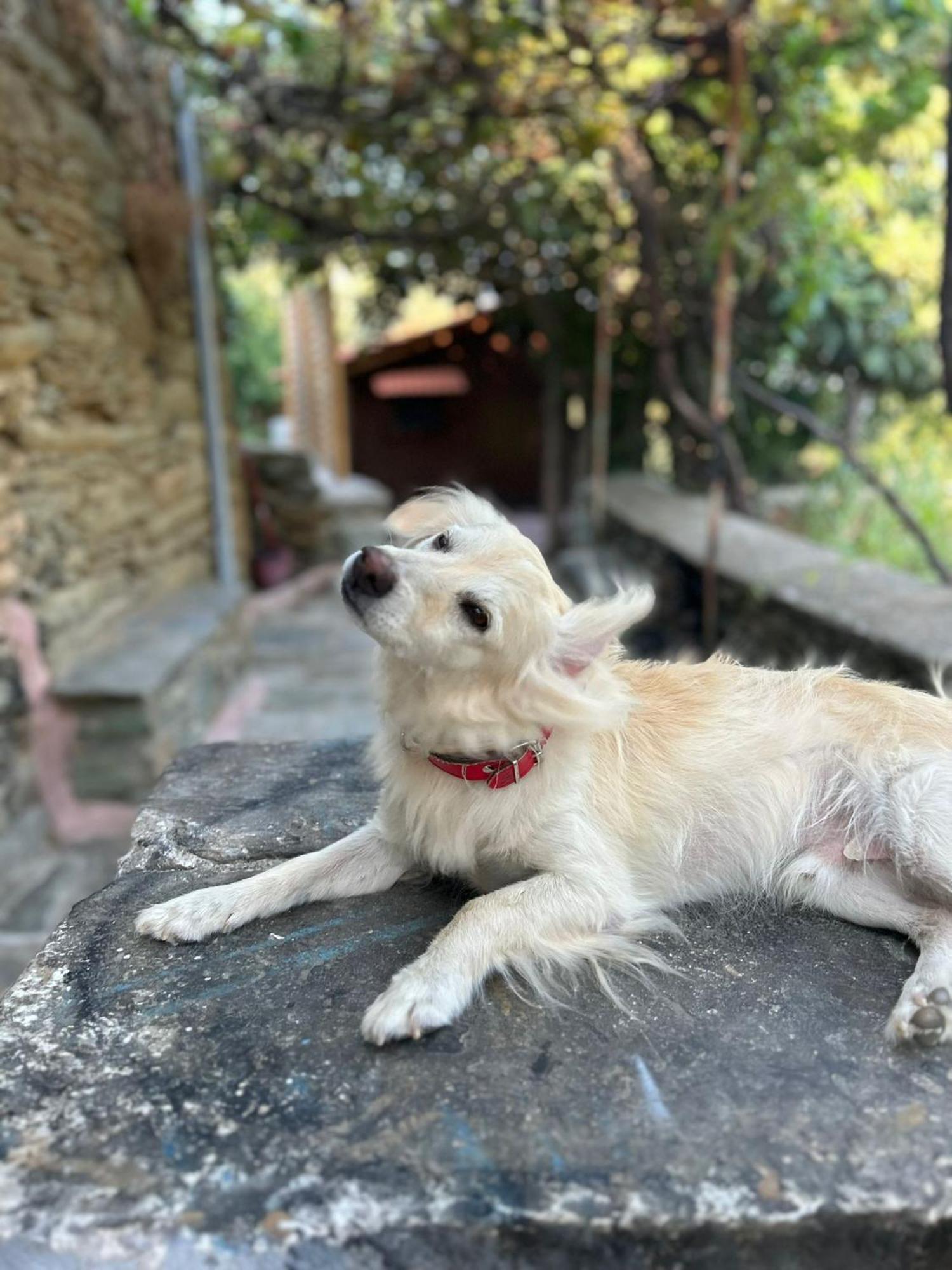 Casa Di Patouria , Stenies Andros Apikia  Esterno foto